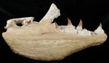 Impressive Mosasaur Jaw Section - Superb Preparation #16111-4